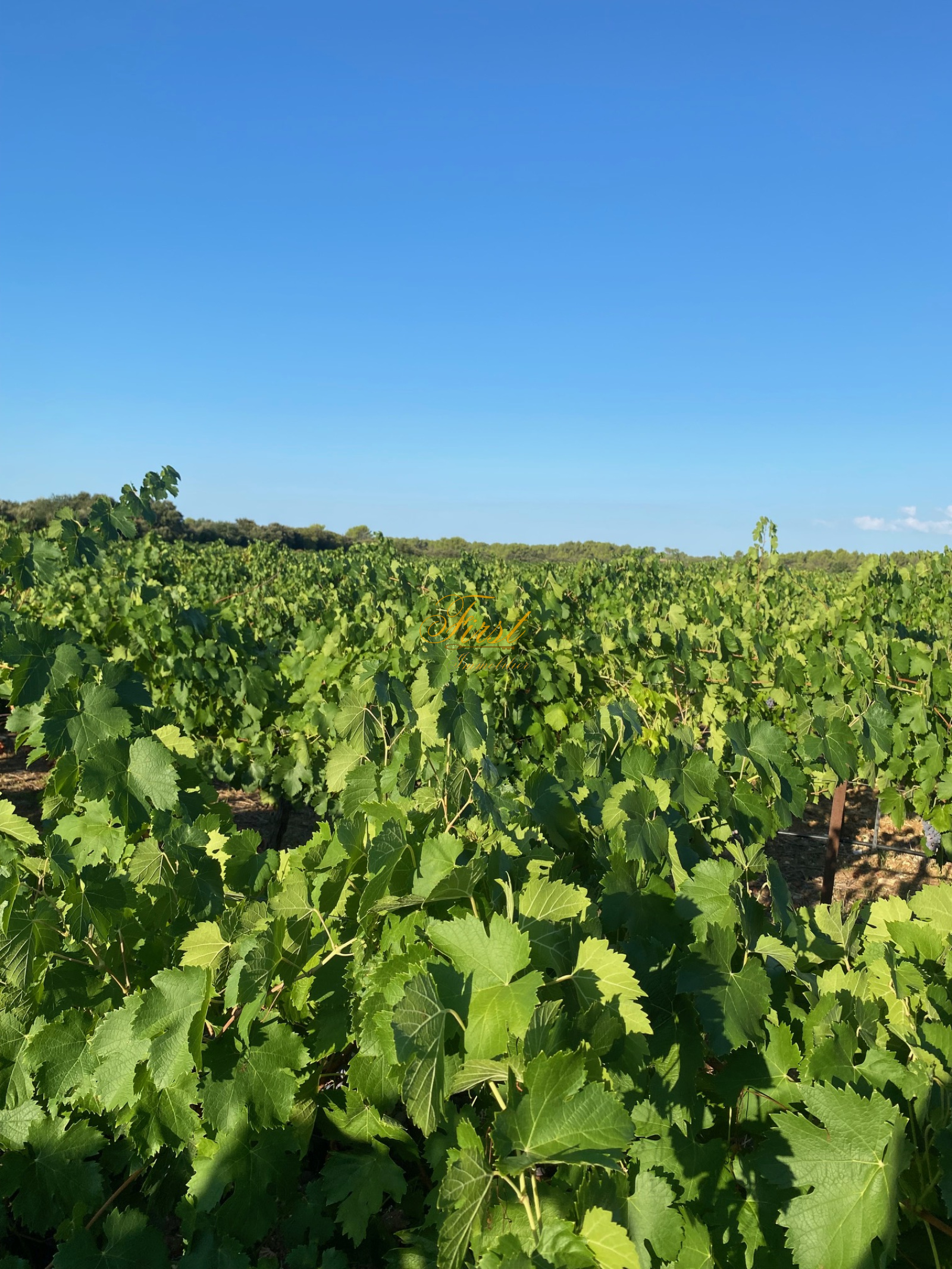 Image_6, Terrain agricole, Galargues, ref :3078